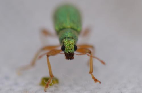 Réf. 343 486 : Polydrusus pterygomalis